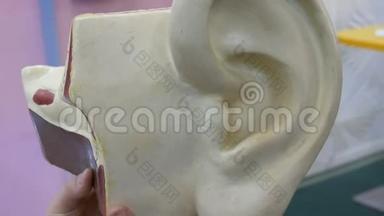 人耳解剖结构的玩具模型。 人工模拟人体听觉器官
